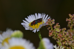Hedychrum chalybaeum