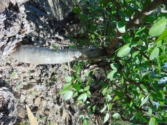 Bursera schlechtendalii