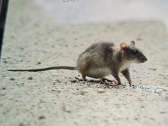 Rattus norvegicus