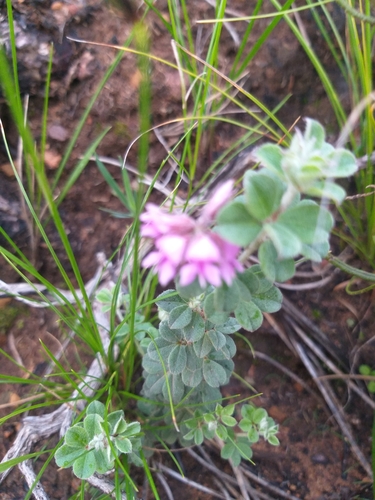 Image of Indigofera mauritanica by no rights reserved
