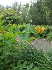 Hypericum przewalskii