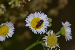 Hedychrum chalybaeum