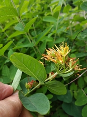 Hypericum przewalskii