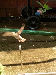 Passer domesticus