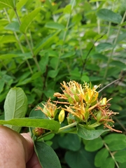 Hypericum przewalskii
