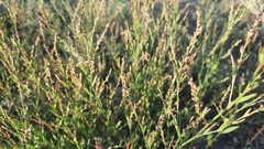 Polygonum argyrocoleon