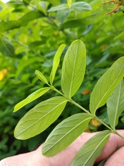 Hypericum przewalskii