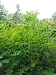 Hypericum przewalskii