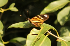 Heliconius ethilla narcaea