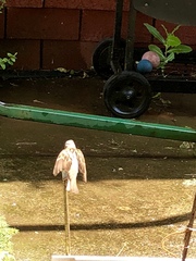 Passer domesticus