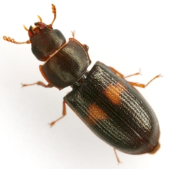 Tenebroides bimaculatus