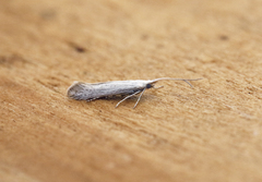 Coleophorinae