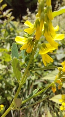 Melilotus altissimus