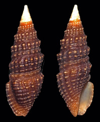 Crassispira scala