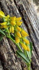 Melilotus altissimus