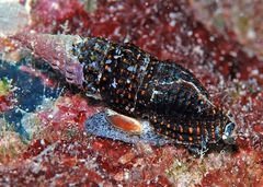 Crassispira scala