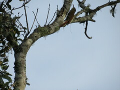 Lepidocolaptes falcinellus