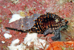 Crassispira scala