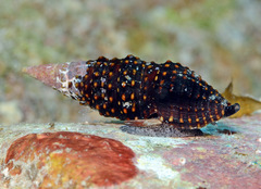 Crassispira scala