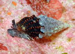 Crassispira scala