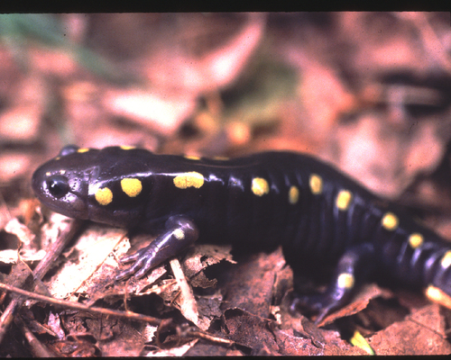 Ambystoma maculatum