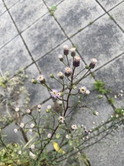 Erigeron acris serotinus