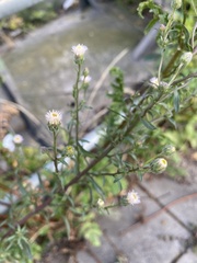 Erigeron acris serotinus