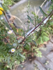 Erigeron acris serotinus