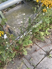 Erigeron acris serotinus