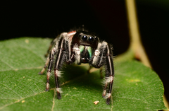 Phidippus clarus