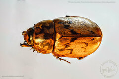 Cyclocephala fulgurata