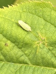 Diplocolenus