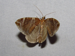 Eulithis molliculata