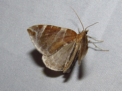 Eulithis molliculata