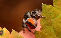 Phidippus clarus