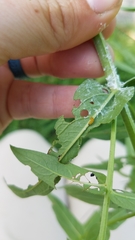 Galerucella calmariensis