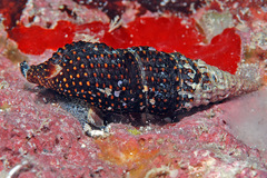 Crassispira scala