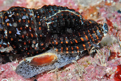 Crassispira scala