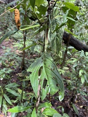 Monstera obliqua