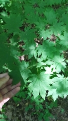 Acer pseudosieboldianum