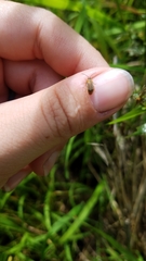 Galerucella calmariensis