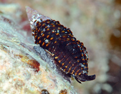 Crassispira scala