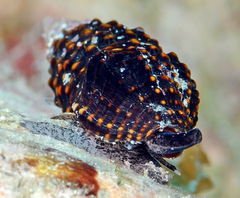 Crassispira scala