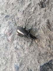 Carabidae