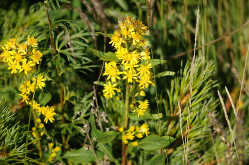 Solidago virgaurea iNat (3)