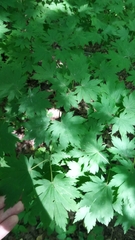 Acer pseudosieboldianum