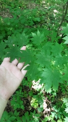 Acer pseudosieboldianum