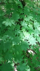 Acer pseudosieboldianum