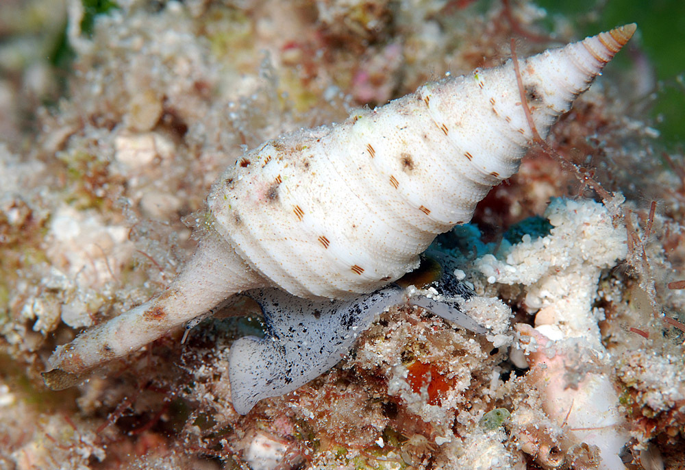 Anisogemmula albina