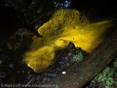 Chromophyton rosanoffii